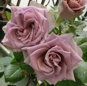 Simply Gorgeous (tufa) 80; Parfum puternic. Inflorire repetata tot sezonul. 
Inaltime 80-90 cm.
