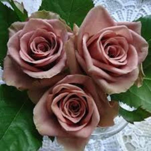 Simply Gorgeous (tufa) 80; Parfum puternic. Inflorire repetata tot sezonul. 
Inaltime 80-90 cm.
