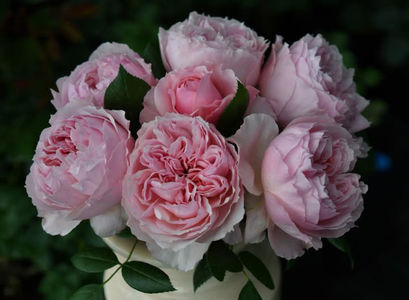 Schone Maid (tufa) 80; Parfum puternic. Inflorire repetata tot sezonul. 
Inaltime 80-90 cm.

