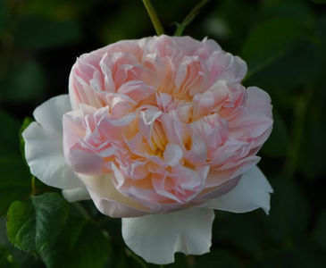 Evelyn (tufa) 70; Parfum puternic. Inflorire repetata tot sezonul. 
Inaltime 100-120 cm.
