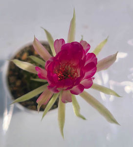 Lobivia hb LCF 055
