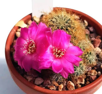 Sulcorebutia patriciae