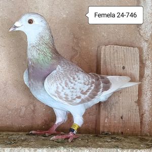 Femela 24-746