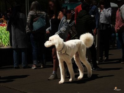 Doggie 2a