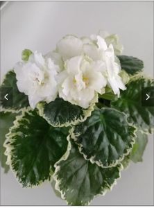 Cool MINT