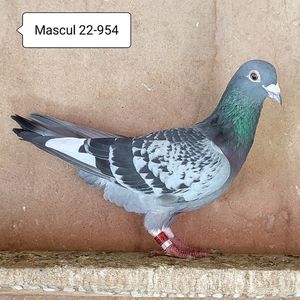 Mascul 22-954