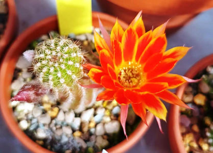 Chamaecereus hybrid TIGER STRIPES