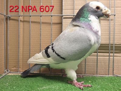 MASCUL USA 2022 NPA 607 - ROBERT CORRALES; COLABORARE ALIN PROJNICU
