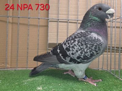 MASCUL USA 2024 NPA 730 - MARK LINGLE