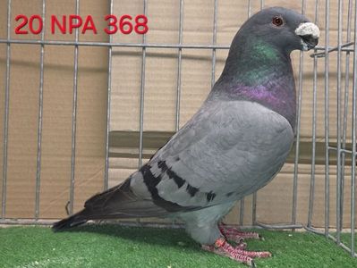 FEMELA USA 2020 - NPA 368 - ROBERT CORRALES; COLABORARE ALIN PROJNICU
