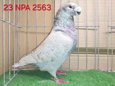 MASCUL USA 2023 NPA 2563 - MARK LINGLE