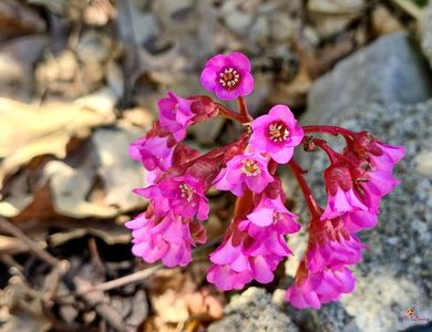 Bergenia Flower