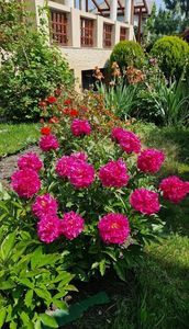 ; Odata cu cei rosii am plantat si roz si crem. Cei crem au dat o floare pe care am ratat-o iar cei roz, 2-3 boboci care nu s-au dezvoltat! Poate la anul!
