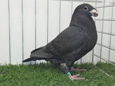 MASCUL RO 25 - 525