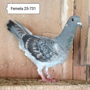 Femela 25-731