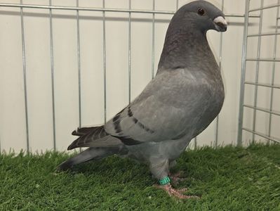 FEMELA RO 25 - 77