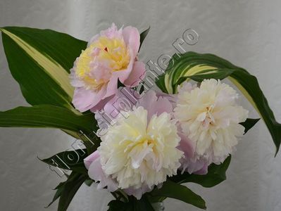 Buchet Bujor