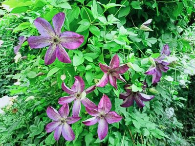 Venosa Violacea