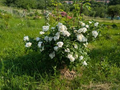 PXL_20250607_055701512