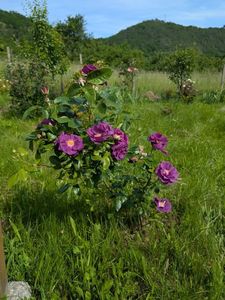 PXL_20250602_071045401