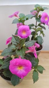 BriD s Pink Lily-jos, BriD s Verena-sus