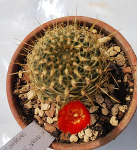 Sulcorebutia tunariensis