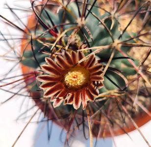 Glandulicactus uncinatus