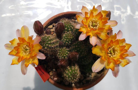 Chamaecereus hb Lincoln Gem