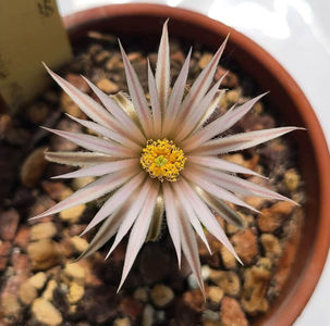 Escobaria abdita ssp tenuispina