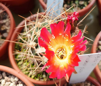 Lobivia lateritia var micrantha
