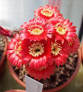 Lobivia densispina