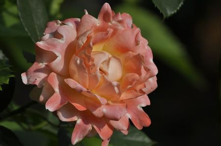 _DSC0039