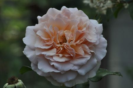 _DSC0040