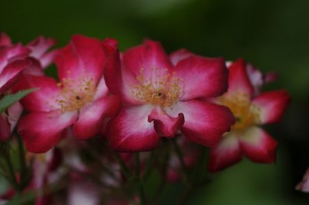_DSC0192