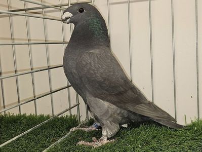 FEMELA RO 24 - 9821