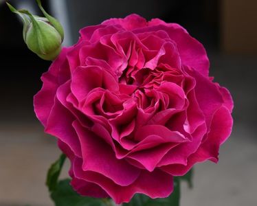 Scent of Woman (Tufa) 60