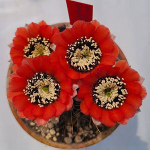 Lobivia Jajoiana v. Flescheriana