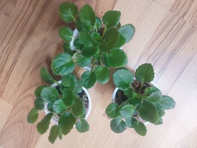 Pui Optimara liile moonstone 15