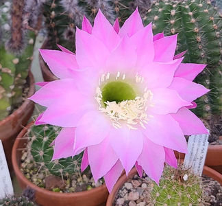Echinopsis Apollofalter