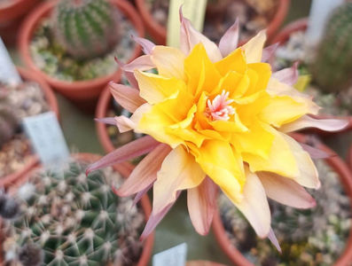 Echinopsis hb Papagena