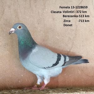 Femela 13-659