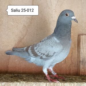 Pui 25-012