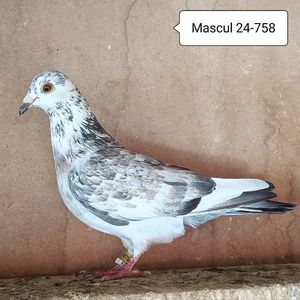 Mascul 24-758