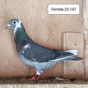 Femela 22-147