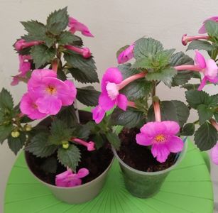 ...cu BriD s Pink Lily