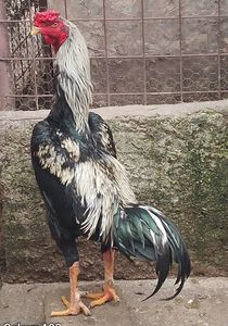 Cocoș Shamo; Cocoș Shamo, 1 an
