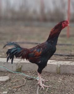 Cocoș ShamoxTuzo; Cocoș ShamoxTuzo, 2 ani
