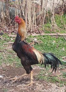 Cocoș Shamo; Cocoș Shamo, 1 an

