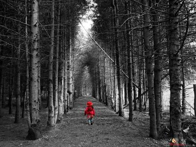 EXploring the Forest Light 2