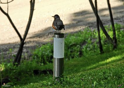 American Robin (Merle d'Amerique)